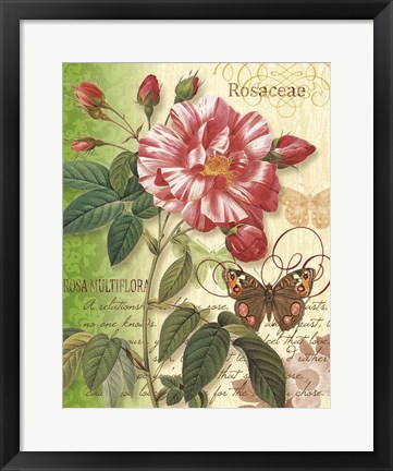 Framed Rose Splendor I Print