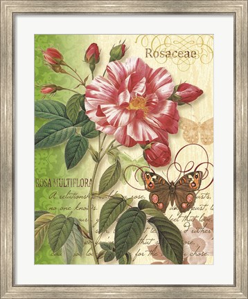Framed Rose Splendor I Print