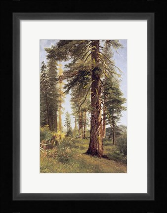 Framed California Redwoods Print