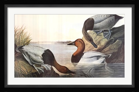 Framed Canvas Backed Duck Print