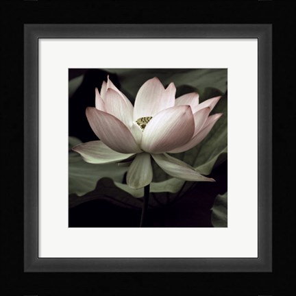 Framed Lotus I Print