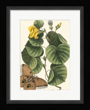 Framed Butterfly and Botanical I Print