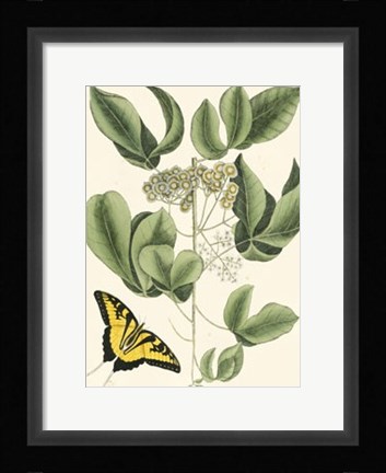 Framed Butterfly and Botanical II Print