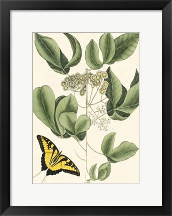 Framed Butterfly and Botanical II Print