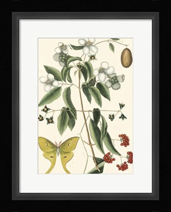 Framed Butterfly and Botanical III Print