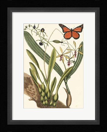Framed Butterfly and Botanical IV Print