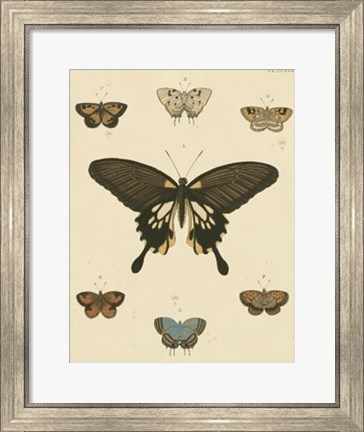 Framed Heirloom Butterflies I Print