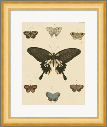 Framed Heirloom Butterflies I Print