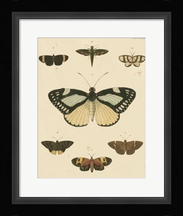Framed Heirloom Butterflies II Print