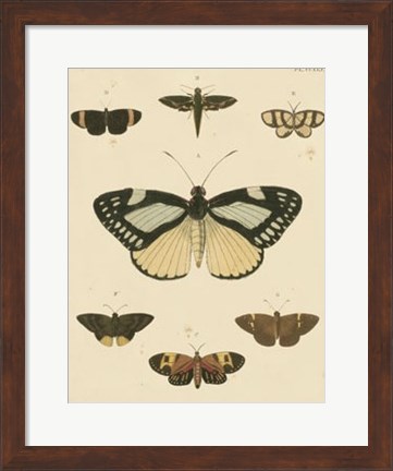 Framed Heirloom Butterflies II Print
