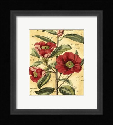 Framed French Camelia Print