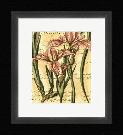 Framed French Iris Print