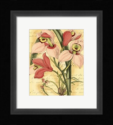 Framed French Orchid Print