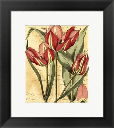 Framed French Tulip Print