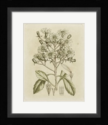 Framed Tinted Botanical I Print