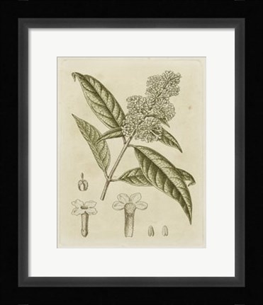 Framed Tinted Botanical II Print