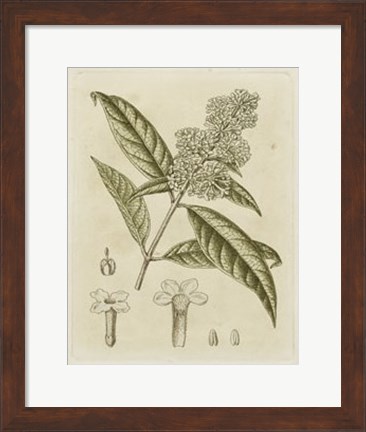 Framed Tinted Botanical II Print