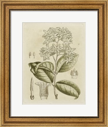 Framed Tinted Botanical III Print