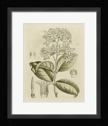 Framed Tinted Botanical III Print
