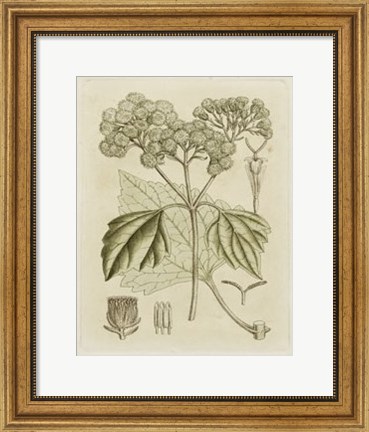 Framed Tinted Botanical IV Print