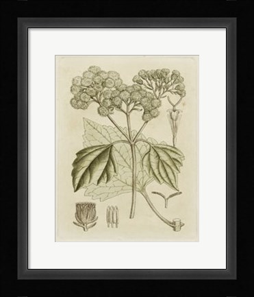Framed Tinted Botanical IV Print