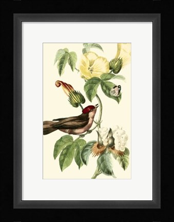 Framed Cuvier Exotic Birds I Print