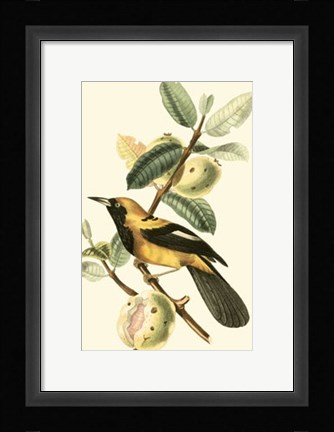 Framed Cuvier Exotic Birds II Print