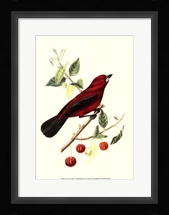 Framed Cuvier Exotic Birds V Print