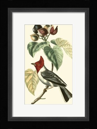 Framed Cuvier Exotic Birds VI Print