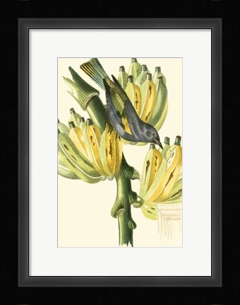 Framed Cuvier Exotic Birds VII Print