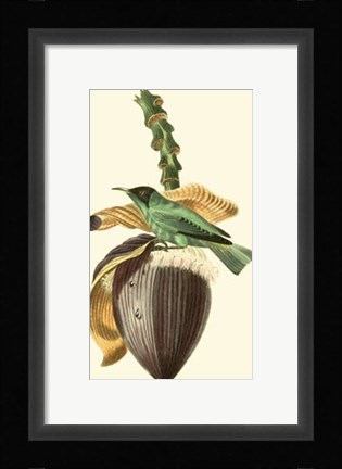 Framed Cuvier Exotic Birds VIII Print