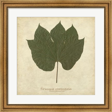 Framed Chinese Parasol Tree Print