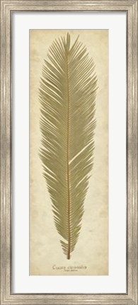 Framed Sago Palm II Print