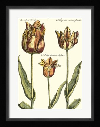 Framed De Passe Tulipa I Print
