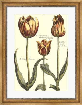 Framed De Passe Tulipa II Print