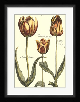Framed De Passe Tulipa II Print