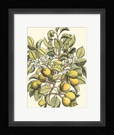 Framed Pear Tree Branch Print