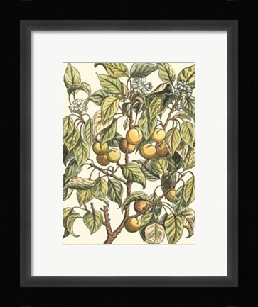 Framed Apricot Tree Branch Print