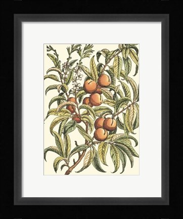 Framed Peach Tree Branch Print