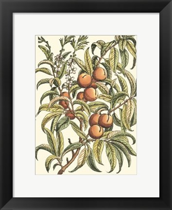 Framed Peach Tree Branch Print