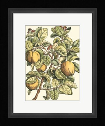 Framed Quince Tree Branch Print