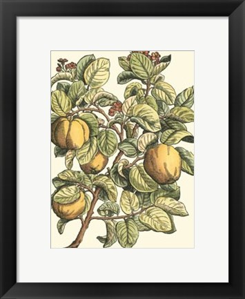 Framed Quince Tree Branch Print