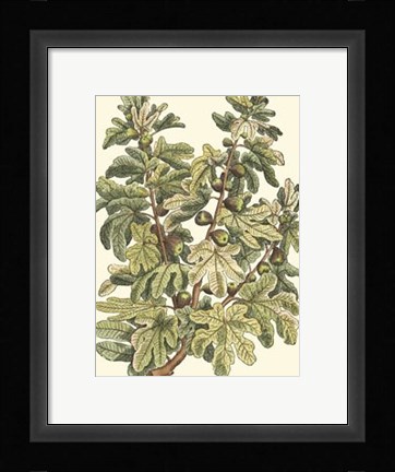 Framed Fig Tree Branch Print