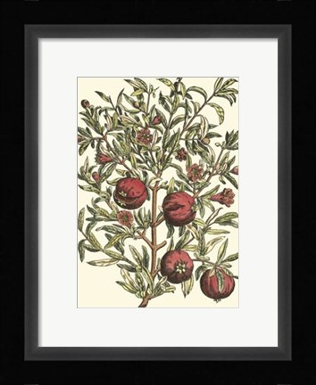 Framed Pomegranate Tree Branch Print