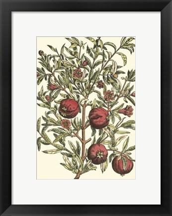 Framed Pomegranate Tree Branch Print