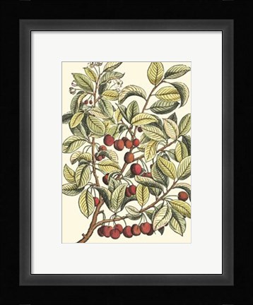 Framed Cherry Tree Branch Print