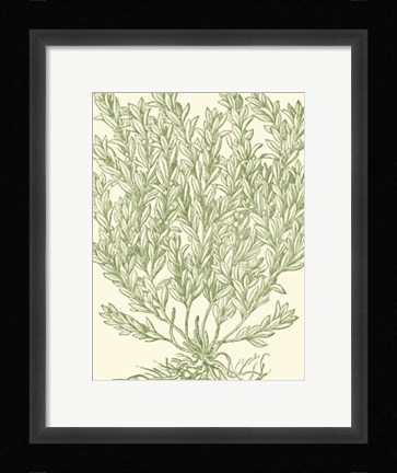 Framed Mossy Branches II Print