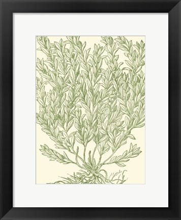 Framed Mossy Branches II Print