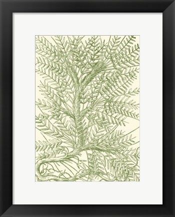 Framed Mossy Branches III Print