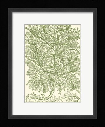Framed Mossy Branches IV Print